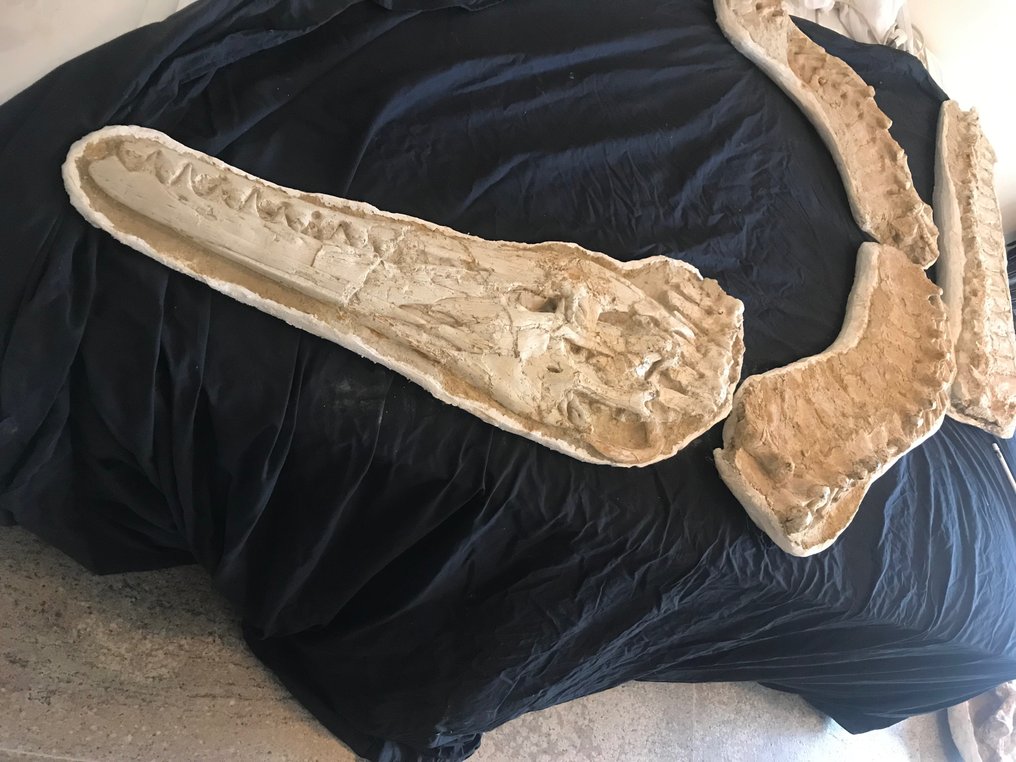 Fossilt skjelett - mosasaurus - 15 cm - 65 cm #1.1