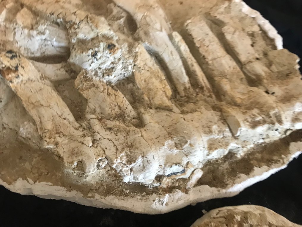 Fossilt skjelett - mosasaurus - 15 cm - 65 cm #2.2
