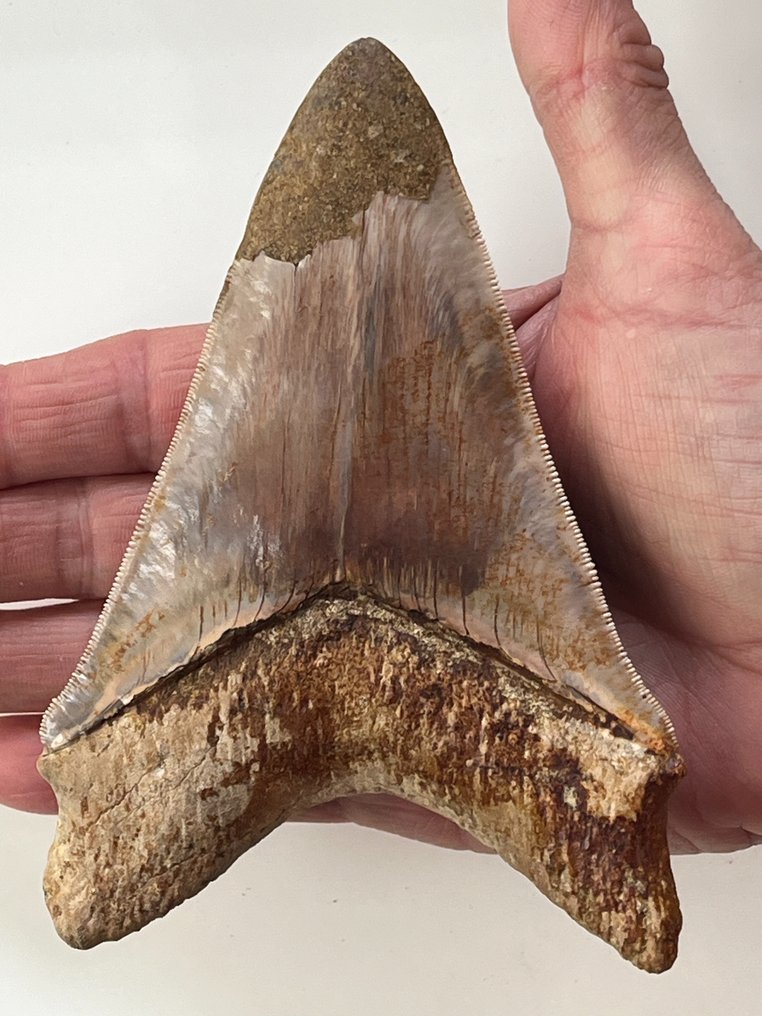 Ogromny ząb megalodona 13,5 cm - Skamieniały ząb - Carcharocles megalodon  (Bez ceny minimalnej
) #1.2