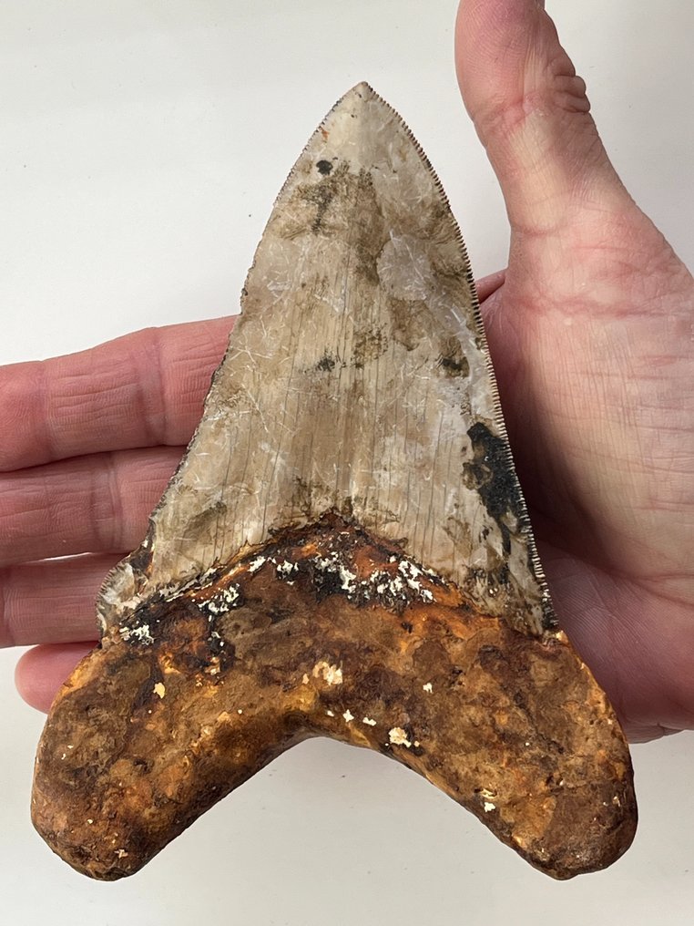 Τεράστιο δόντι Megalodon 14,4 cm - Απολιθωμένο δόντι - Carcharocles megalodon  (χωρίς τιμή ασφαλείας) #1.2