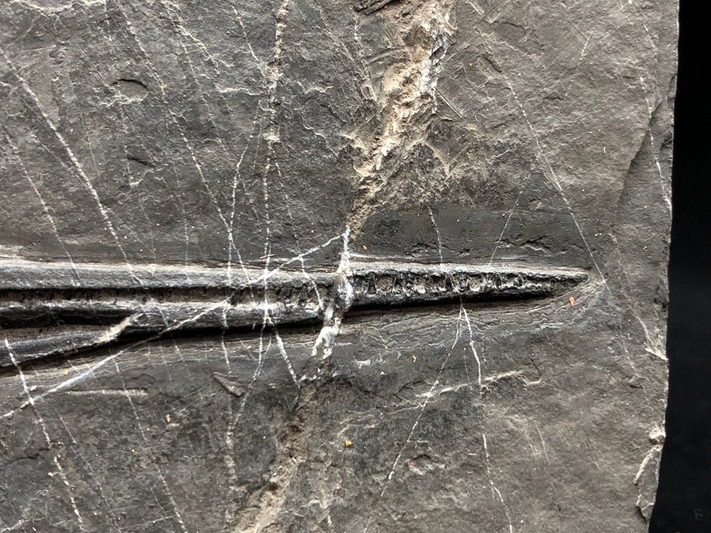 Fossil - Fossil-Matrix - Saurichthys - 25 cm - 15 cm #2.2