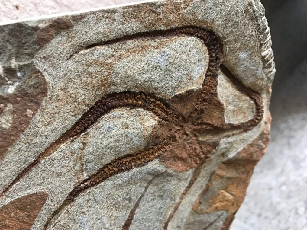 蛇尾 - Fossil matrix - ophiuria - 58 cm - 47 cm #3.2