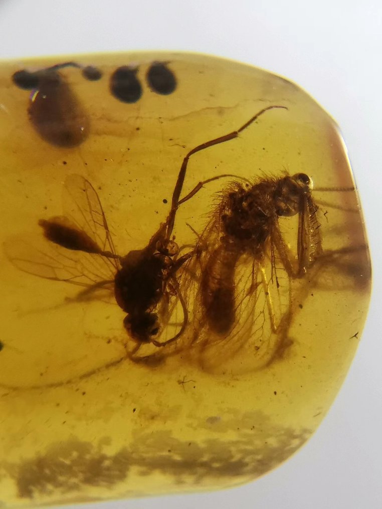 Insect specimens - Amber - Mantispidae and ichneumon - 11 mm - 9 mm #1.2