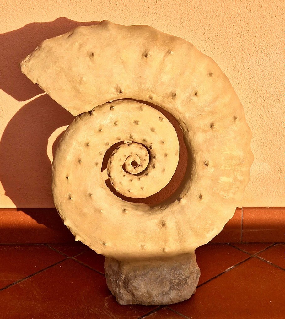 Ammonit - Forstenet skal - 55 cm #1.1