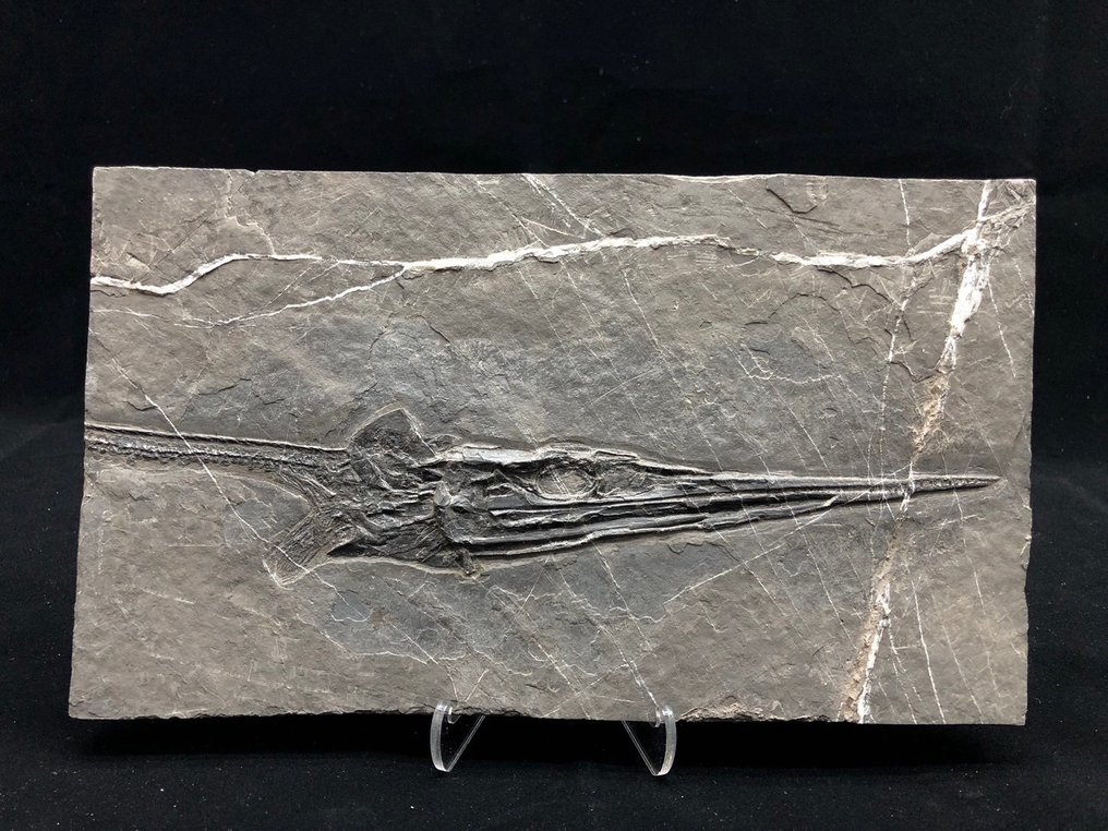 化石 - Fossil matrix - Saurichthys - 25 cm - 15 cm #1.1