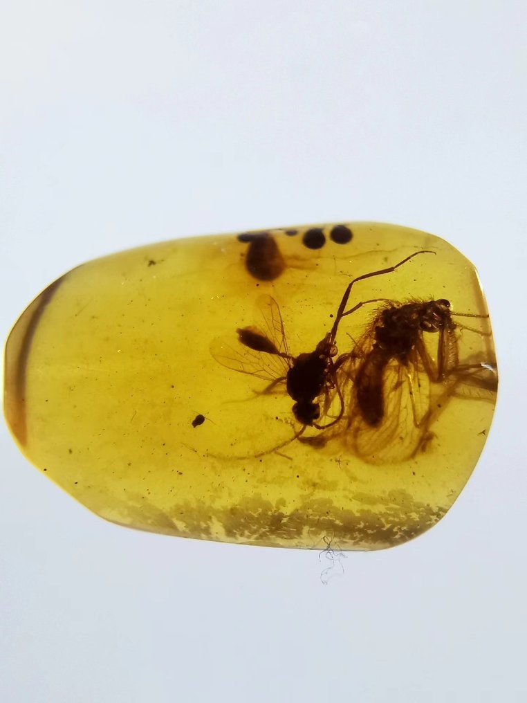 Insect specimens - Amber - Mantispidae and ichneumon - 11 mm - 9 mm #1.1
