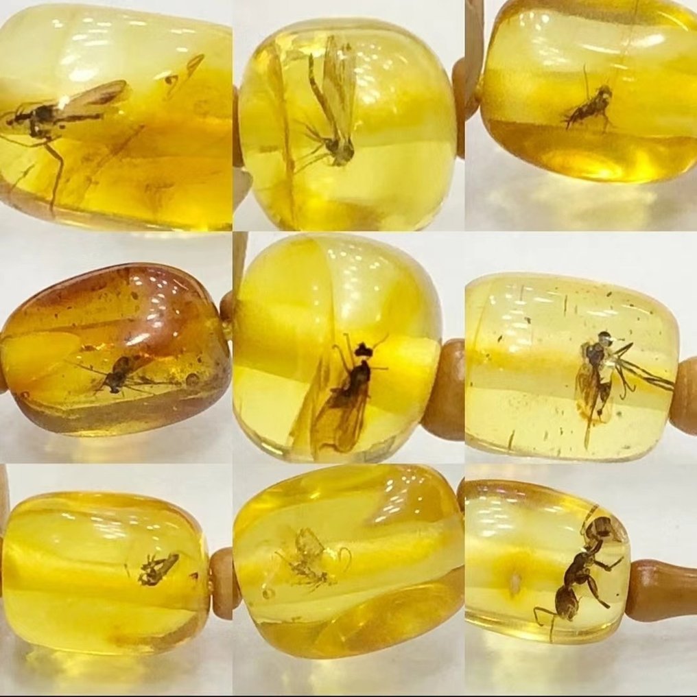 琥珀 - Natural insect amber necklace #1.2