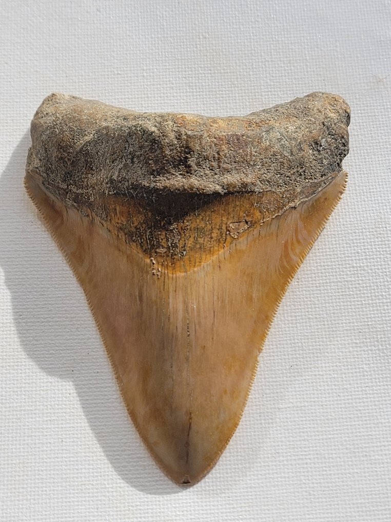 Megalodon - Απολιθωμένο δόντι - 10.6 cm - 8 cm #1.2