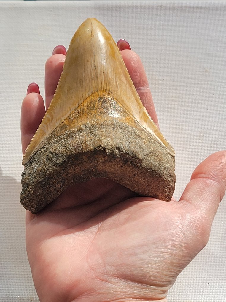 Megalodon - Απολιθωμένο δόντι - 10.6 cm - 8 cm #2.1