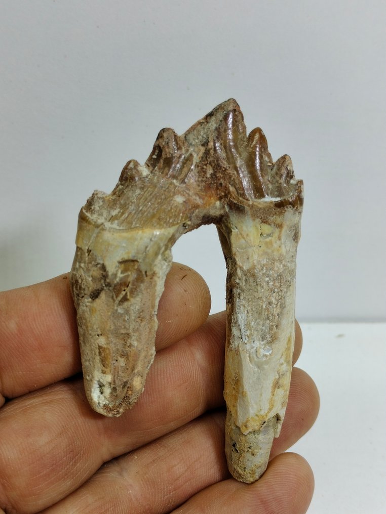 优秀的天然早期鲸牙 - 牙齿化石 - Basilosaurus - 82 mm - 48 mm #2.1