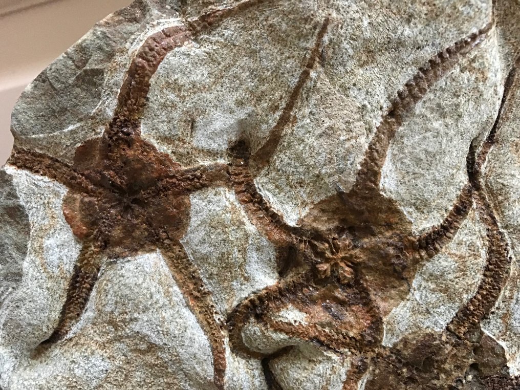 蛇尾 - Fossil matrix - ophiuria - 58 cm - 47 cm #2.2