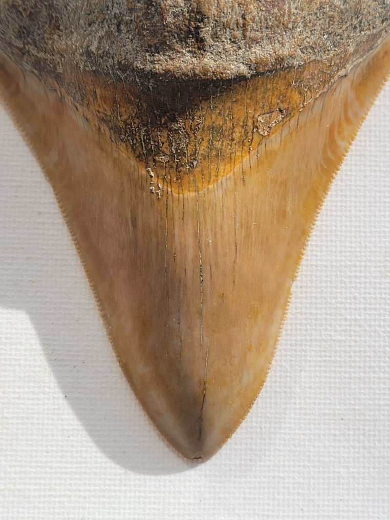 Megalodon - Απολιθωμένο δόντι - 10.6 cm - 8 cm #1.1