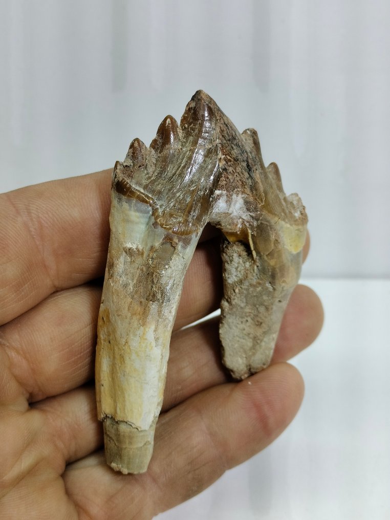 Utmärkt naturlig tidig valtand - Fossil tand - Basilosaurus - 82 mm - 48 mm  (Utan reservationspris) #1.1