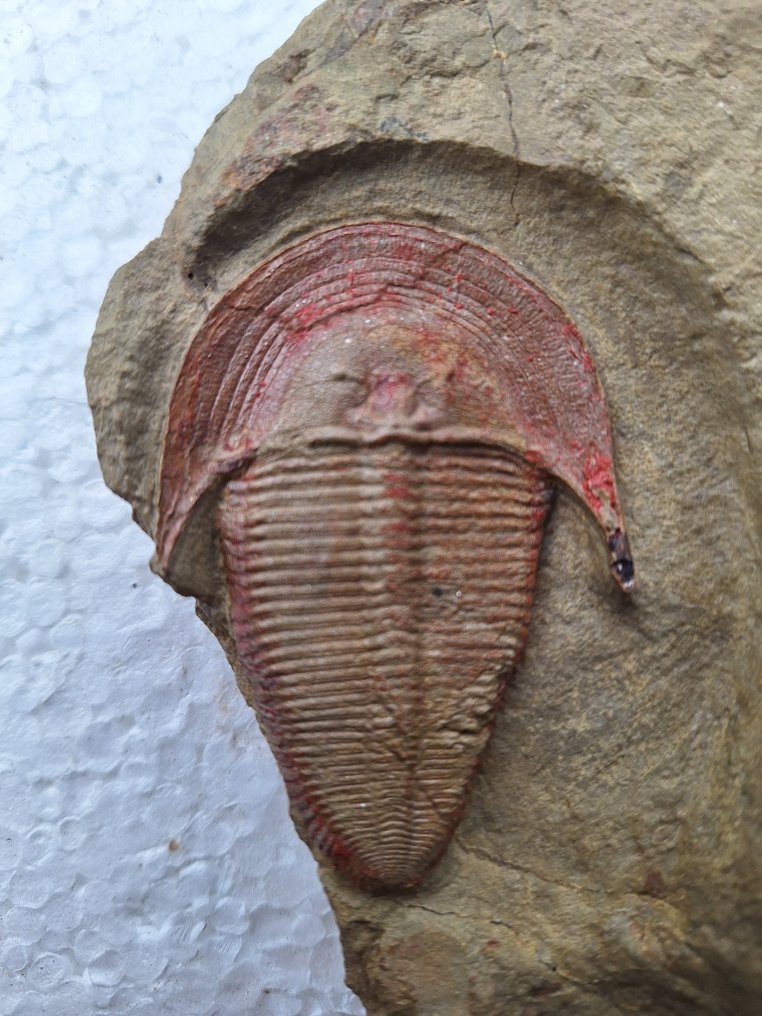 Trilobit - Fossiliserat djur - Harpedia sp. #1.1