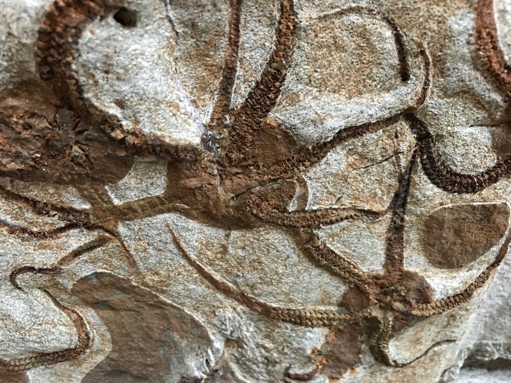 蛇尾 - Fossil matrix - ophiuria - 58 cm - 47 cm #2.1