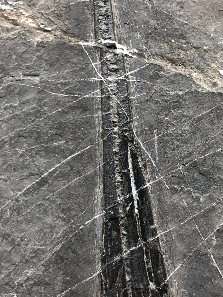 化石 - Fossil matrix - Saurichthys - 25 cm - 15 cm #3.2