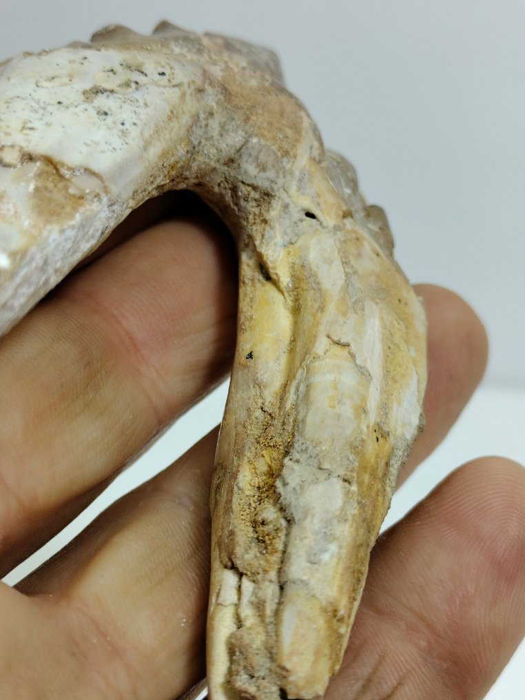 Flott eksemplar av tidlig hval - Fossil tann - Basilosaurus - 99 mm - 56 mm #2.1