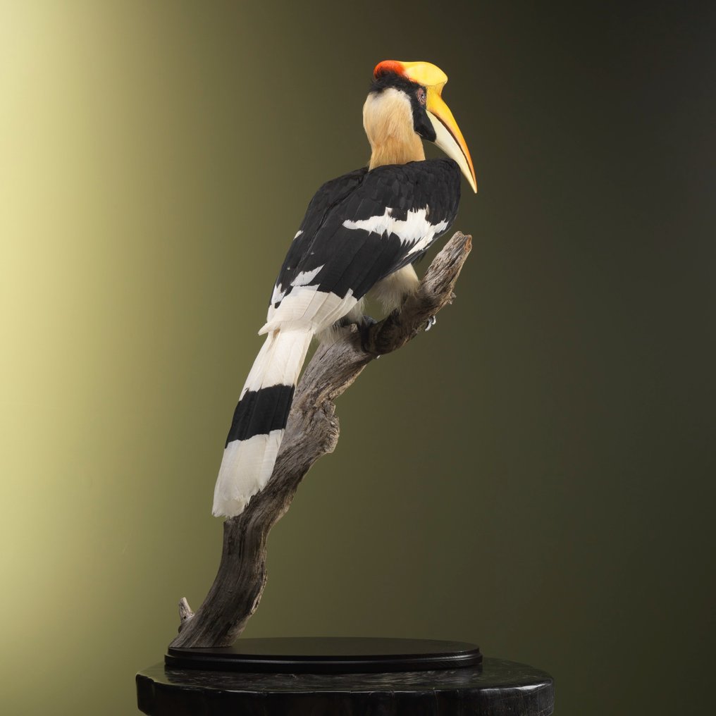 Great Hornbill Allestimento tassidermico a corpo intero - Buceros bicornis (with full EU Article 10) - 87 cm - 45 cm - 60 cm - CITES Appendice I - Allegato A nell'UE - 1 #3.2