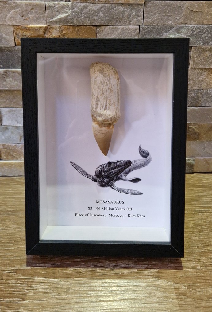 Mosasaur - Fossil tooth - 9.5 cm - 3 cm #1.1