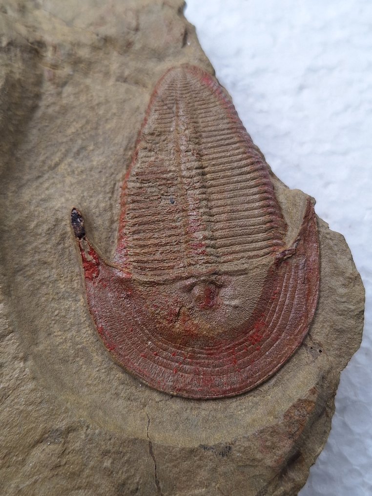 Trilobit - Fossiliserat djur - Harpedia sp. #2.1