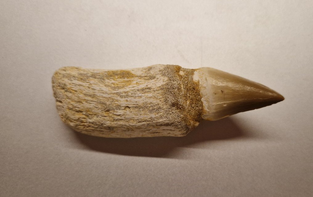 Mosasaurier - Fossiler Zahn - 9.5 cm - 3 cm #2.3