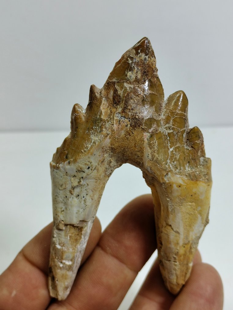 Tolles Exemplar des Frühwals - Fossiler Zahn - Basilosaurus - 99 mm - 56 mm #1.1