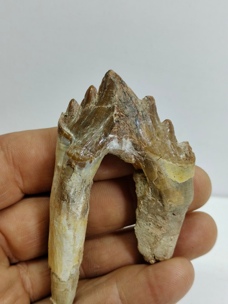Fremragende naturlig tidlig hvaltand - Fossil tand - Basilosaurus - 82 mm - 48 mm #1.2