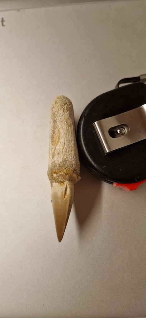 Mosasaurier - Fossiler Zahn - 9.5 cm - 3 cm #2.1