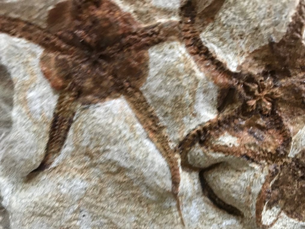 蛇尾 - Fossil matrix - ophiuria - 58 cm - 47 cm #3.1