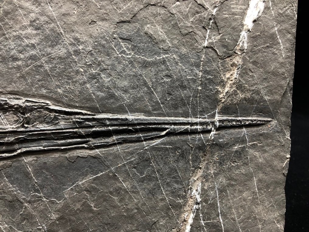 Fossil - Fossil-Matrix - Saurichthys - 25 cm - 15 cm #2.1