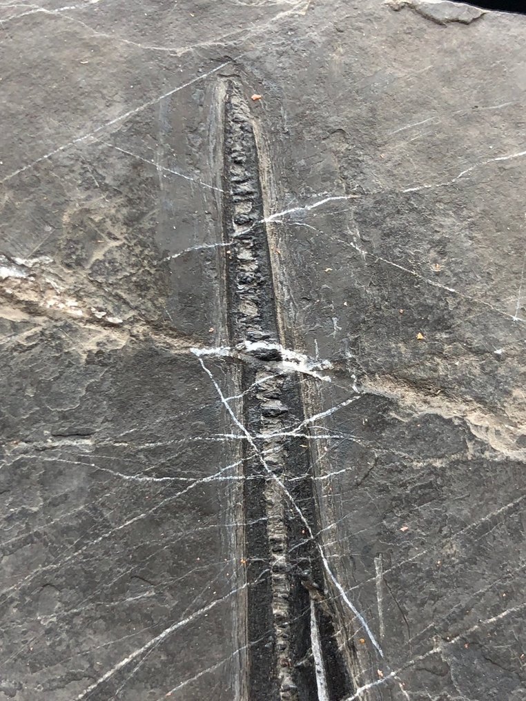 化石 - Fossil matrix - Saurichthys - 25 cm - 15 cm #3.1