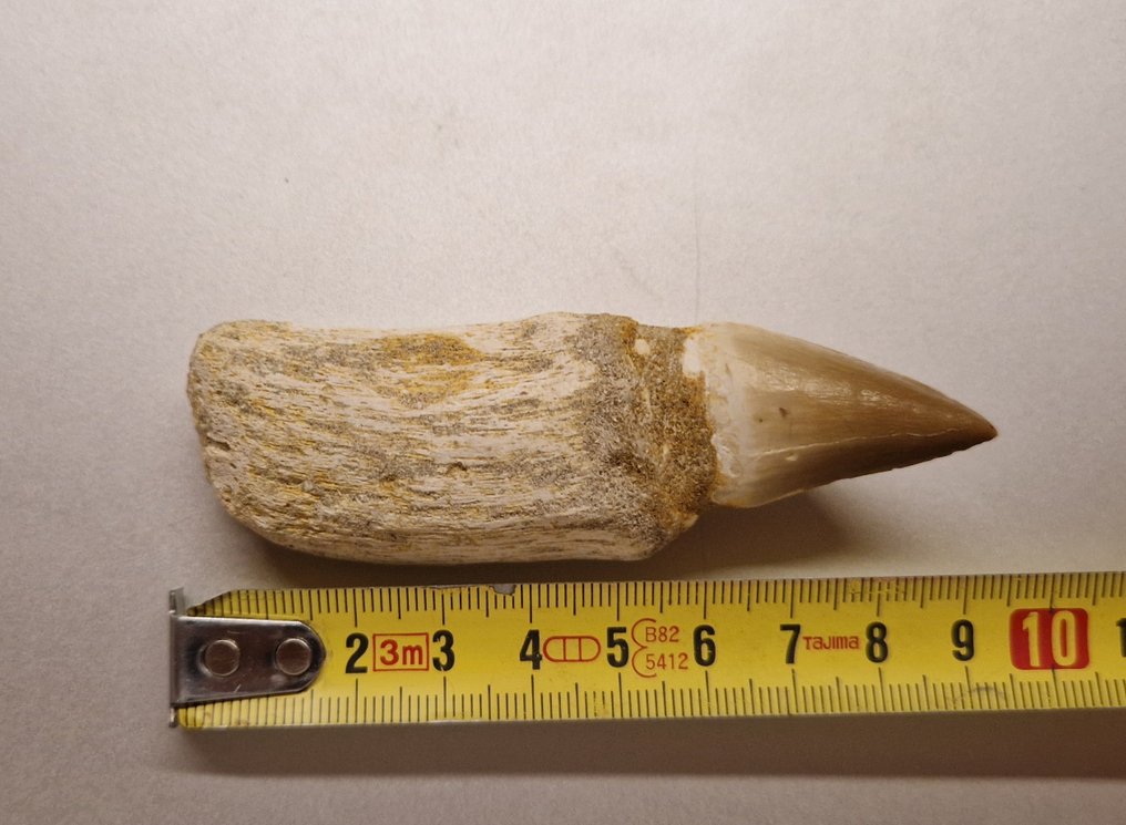 Mosasaure - Dent fossile - 9.5 cm - 3 cm #2.2