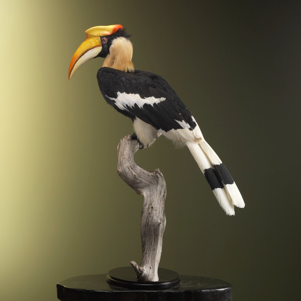 Great Hornbill Allestimento tassidermico a corpo intero - Buceros bicornis (with full EU Article 10) - 87 cm - 45 cm - 60 cm - CITES Appendice I - Allegato A nell'UE - 1 #1.0