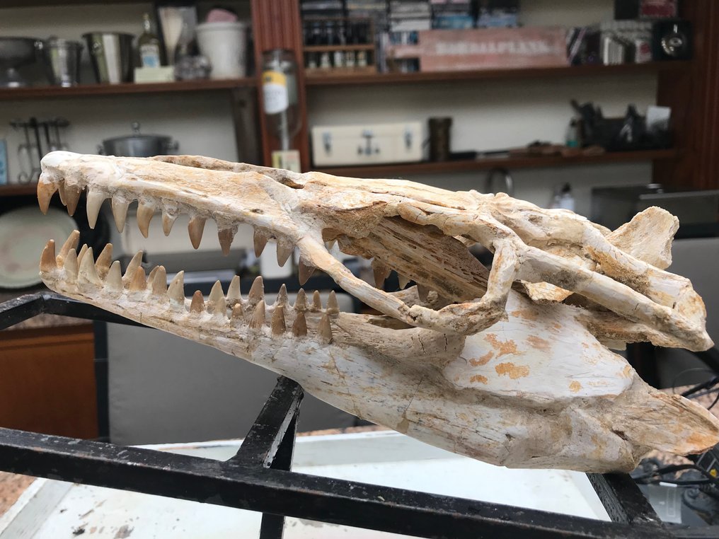 Mosasaur - Fosszilis koponya - Halisaurus - 27 cm - 12 cm #3.2