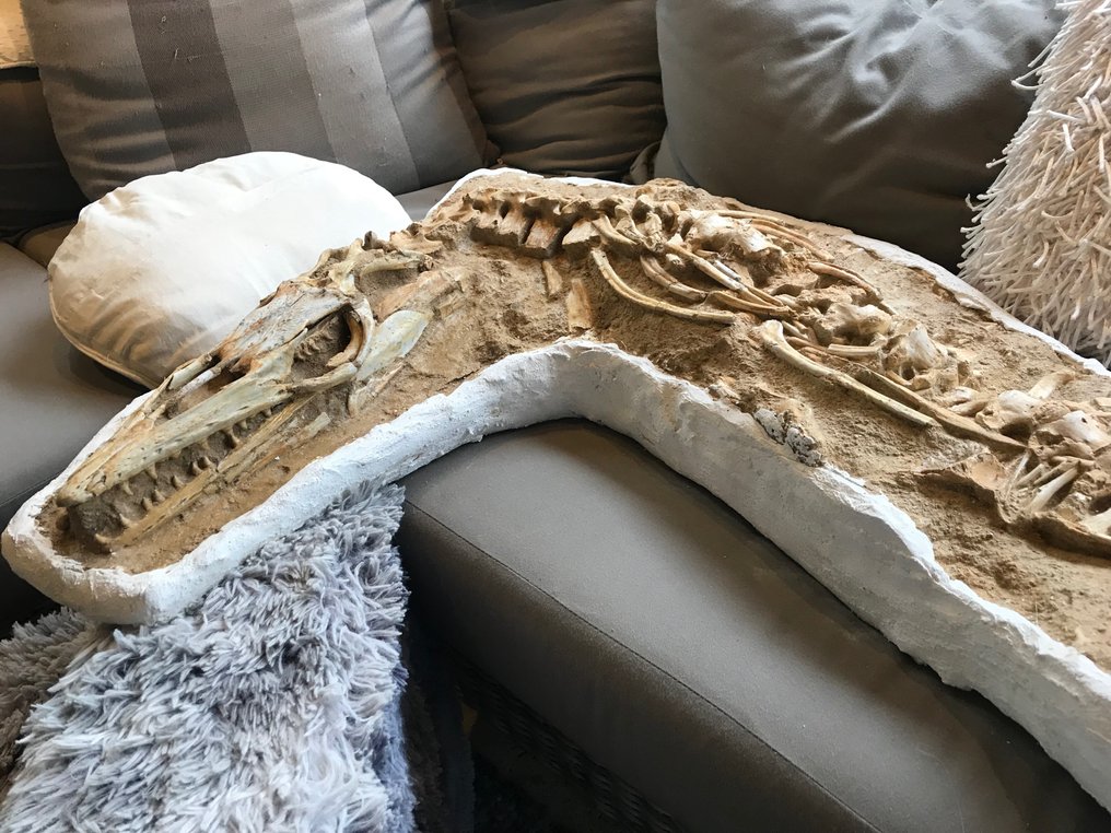 Marine krybdyr - Fossilt skelet - Halisaurus - 235 cm #1.1