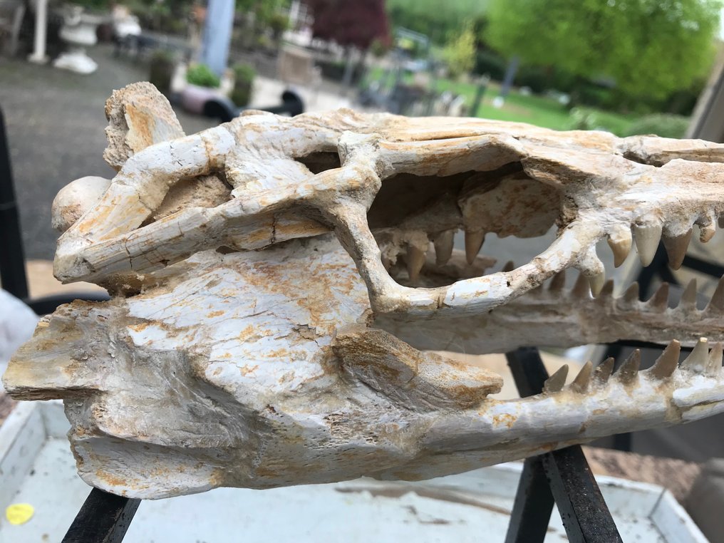 Mosasaurier - Fossil skalle - Halisaurus - 27 cm - 12 cm #2.1