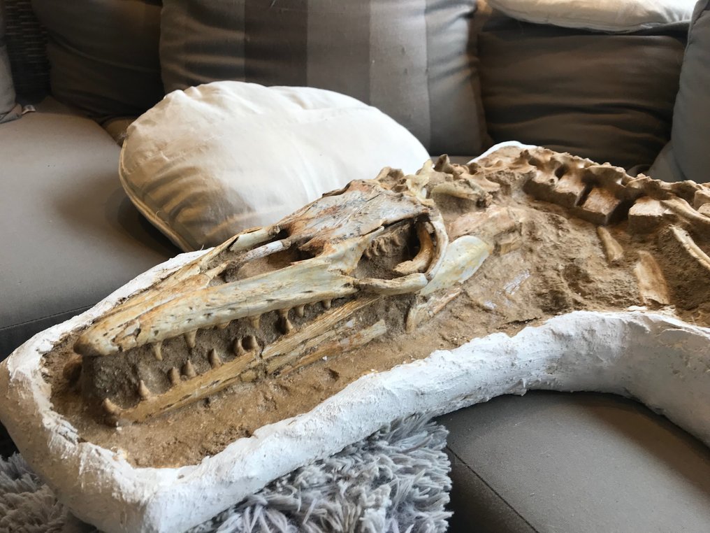 Marine krybdyr - Fossilt skelet - Halisaurus - 235 cm #2.1
