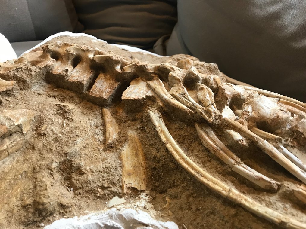 Marin reptil - Fossilt skelett - Halisaurus - 235 cm #3.1