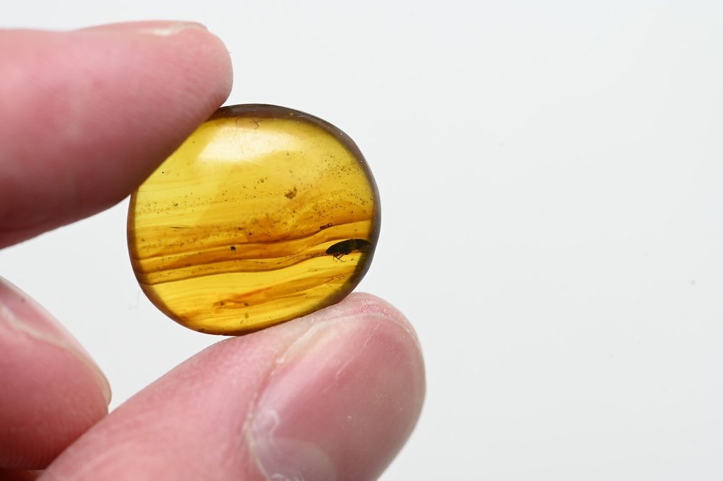 Display case of 16 Coleoptera (Beetle), in Burmese Amber - Amber  (No Reserve Price) #2.2
