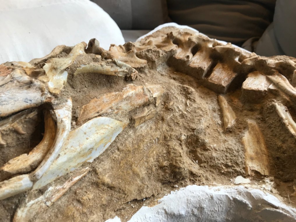 Marine krybdyr - Fossilt skelet - Halisaurus - 235 cm #3.2