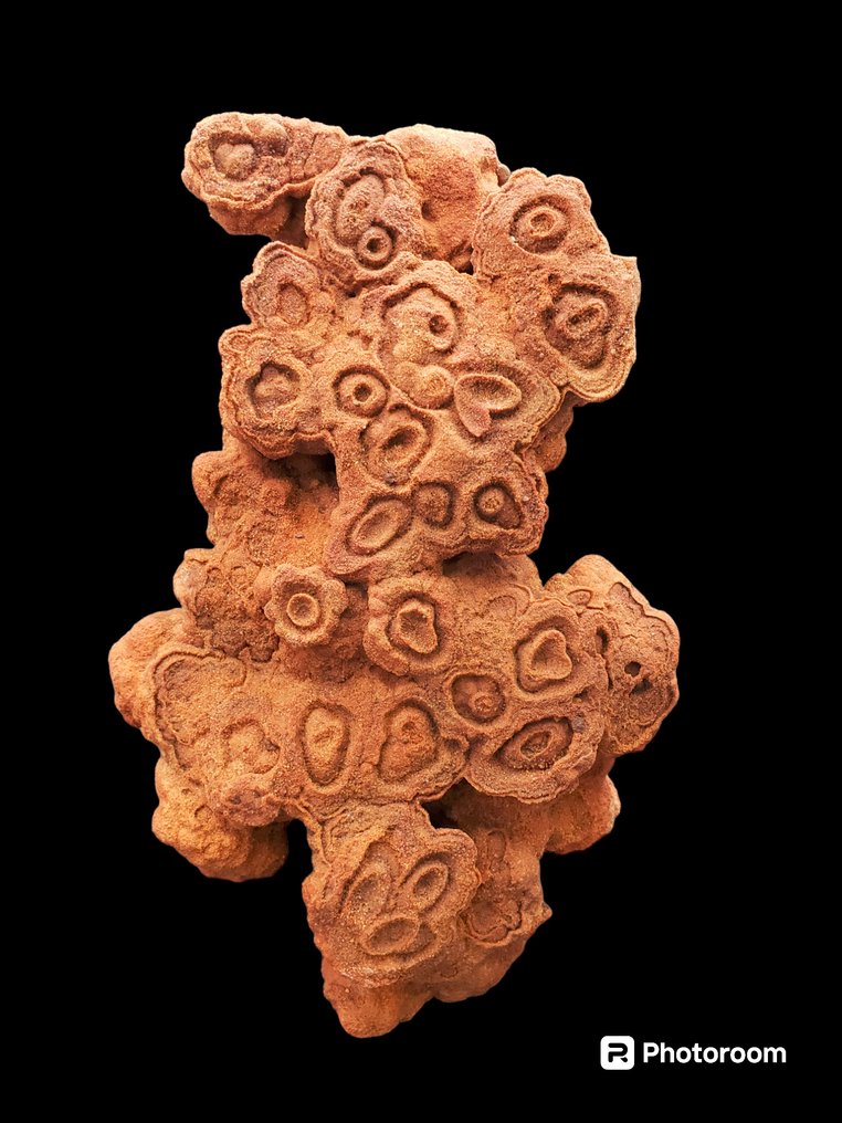czerwona gogota pustynna - Matryca (skamieniałości) - 38 cm - 24 cm  (Bez ceny minimalnej
) #1.1