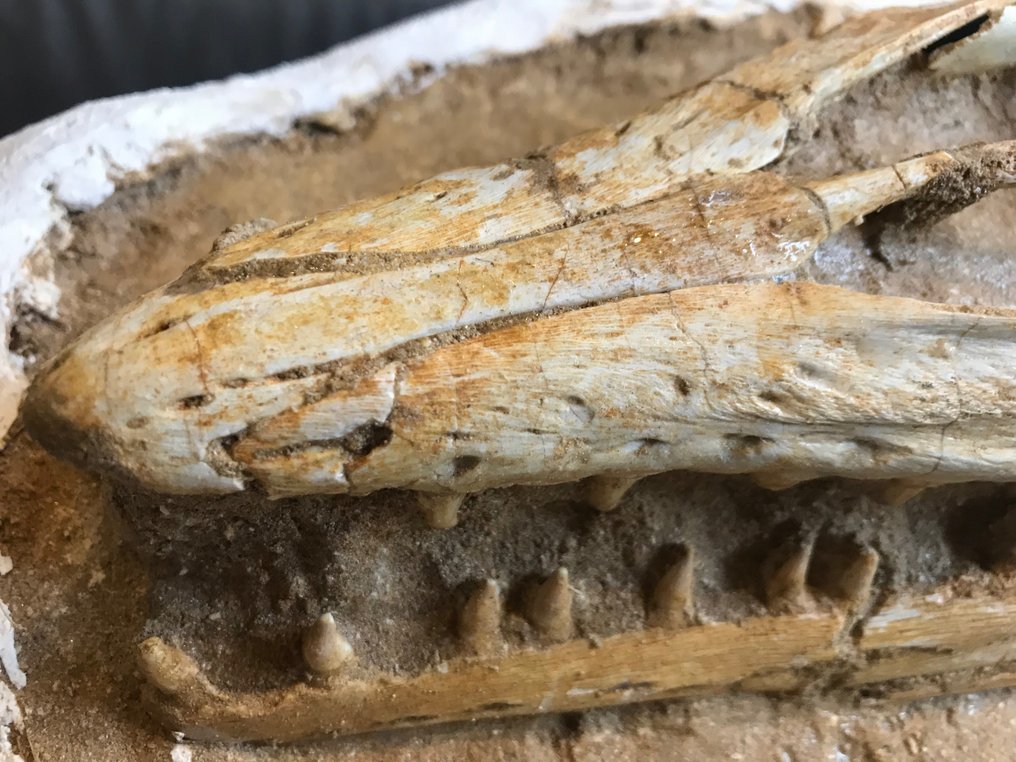 Marine krybdyr - Fossilt skelet - Halisaurus - 235 cm #2.2