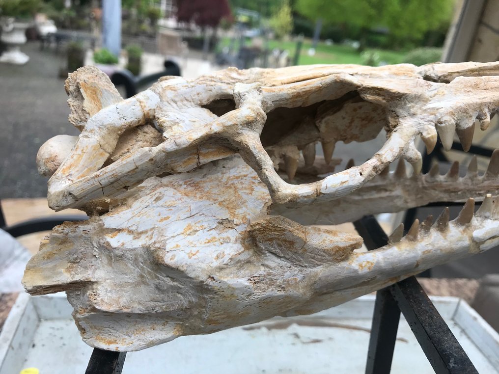 Mosasaur - Fosszilis koponya - Halisaurus - 27 cm - 12 cm #2.2