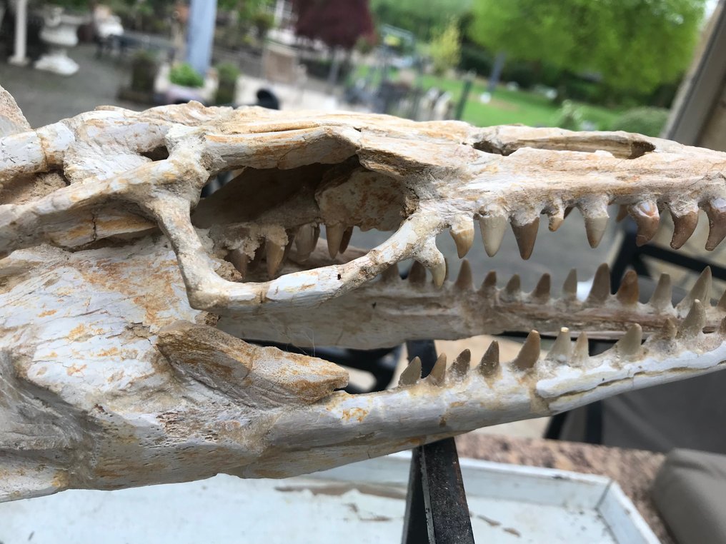 Mosasaurio - Cráneo fósil - Halisaurus - 27 cm - 12 cm #1.1