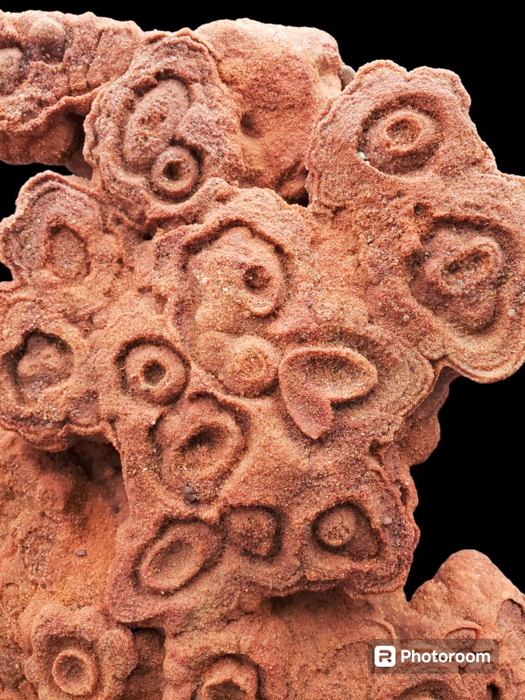 czerwona gogota pustynna - Matryca (skamieniałości) - 38 cm - 24 cm  (Bez ceny minimalnej
) #2.1