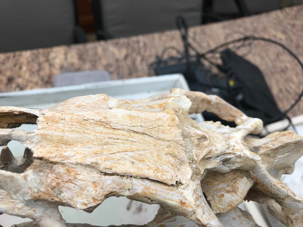 Mosasaurier - Fossil skalle - Halisaurus - 27 cm - 12 cm #3.1