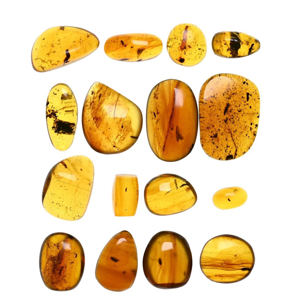 Display case of 16 Coleoptera (Beetle), in Burmese Amber - Amber  (No Reserve Price) #1.1