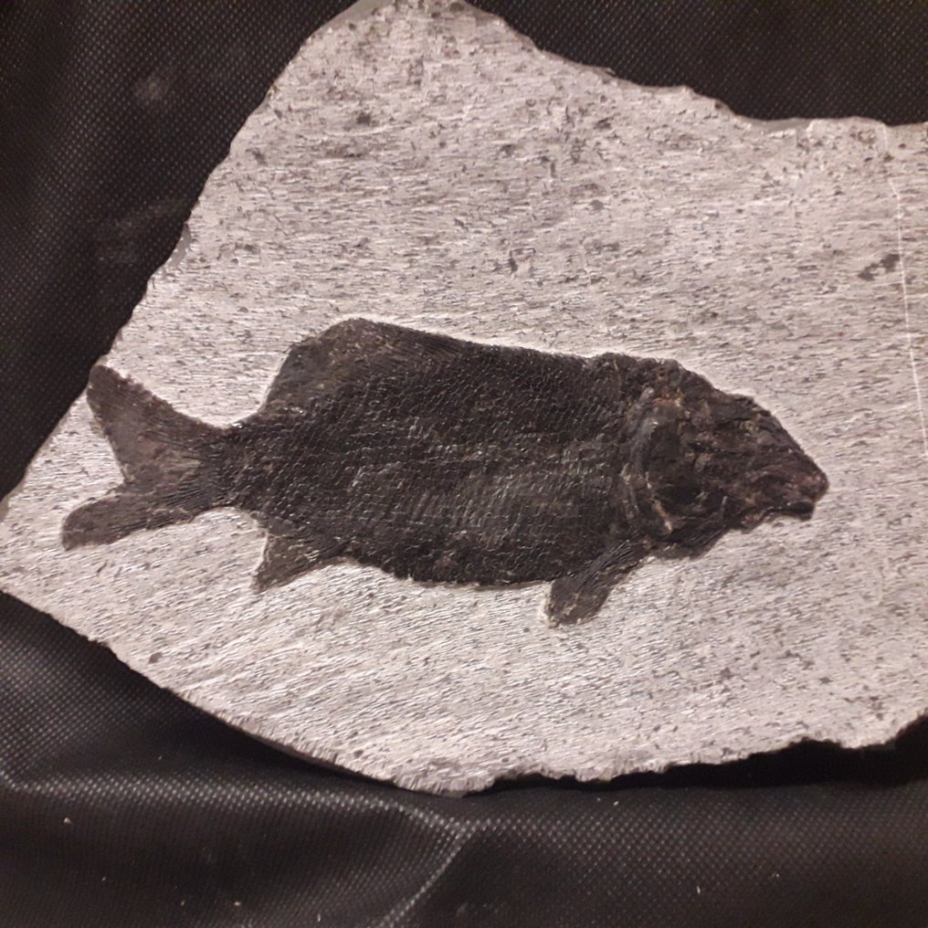 Fossiilinen kuolleisuuslevy - Paralepidotus Ornatus - 22 cm - 15 cm #1.1