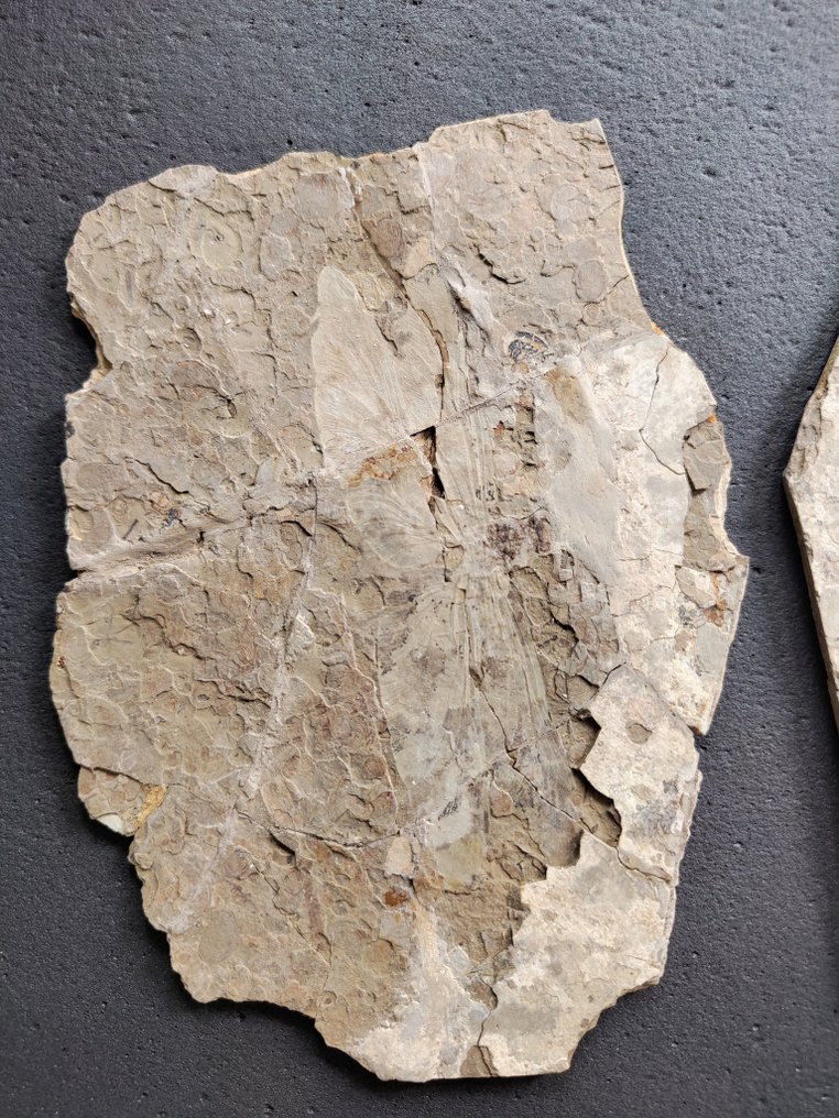 Libelulă - Animale fosilizate - Exquisite and rare dragonfly fossil - Pair matrix - 27 cm #2.1