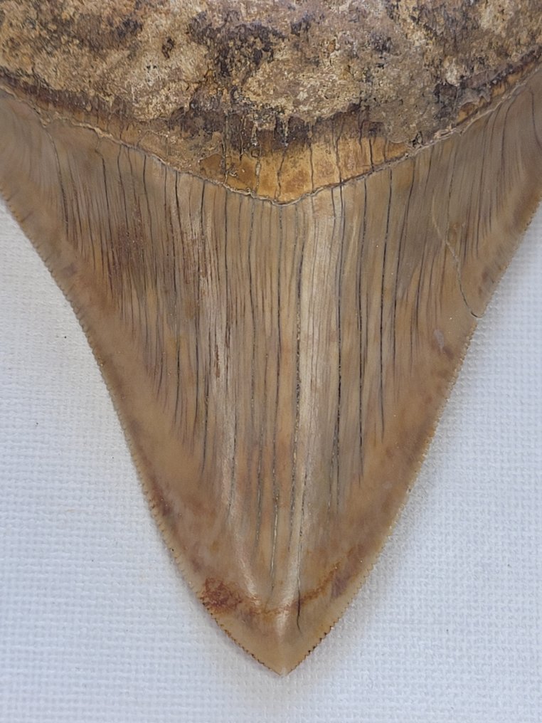 Megalodon - Fossil tooth - 11.2 cm - 8.8 cm #1.2
